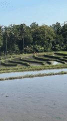 Woman with dog explores Mengwi Indonesia rice fields and cafes