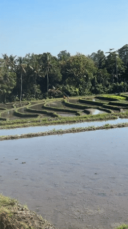 Woman with dog explores Mengwi Indonesia rice fields and cafes