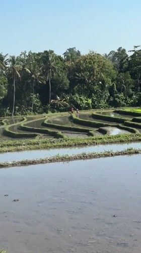 Woman with dog explores Mengwi Indonesia rice fields and cafes
