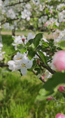 Spring apple orchard blooms documented in Parkhomivka, Ukraine