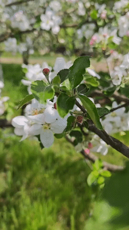 Spring apple orchard blooms documented in Parkhomivka, Ukraine