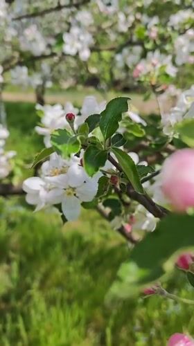 Spring apple orchard blooms documented in Parkhomivka, Ukraine