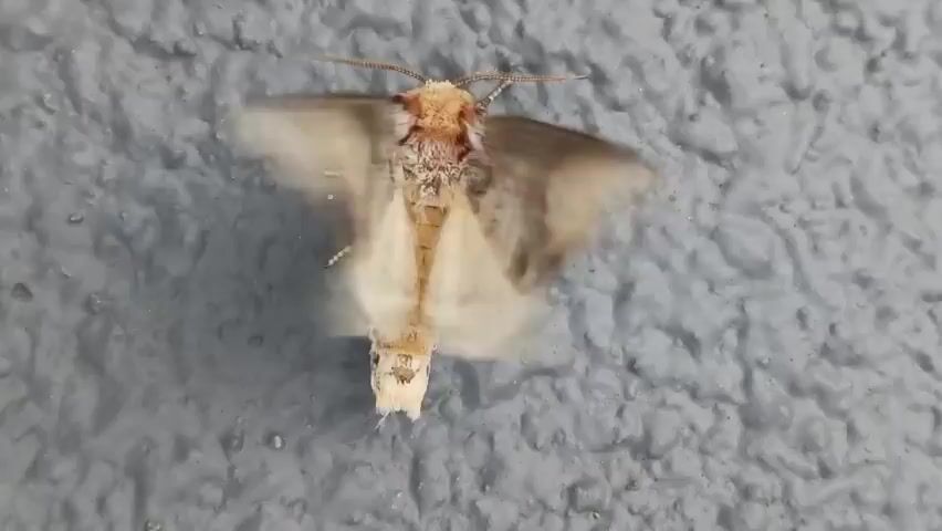 A moth with tan and white wings is clinging to a textured gray wall. The moth is centered in the frame with its wings spread wide and is vibrating them rapidly. The moth's body is tan with darker markings and it has feathery antennae. The background is a solid gray wall with an uneven, rough texture.