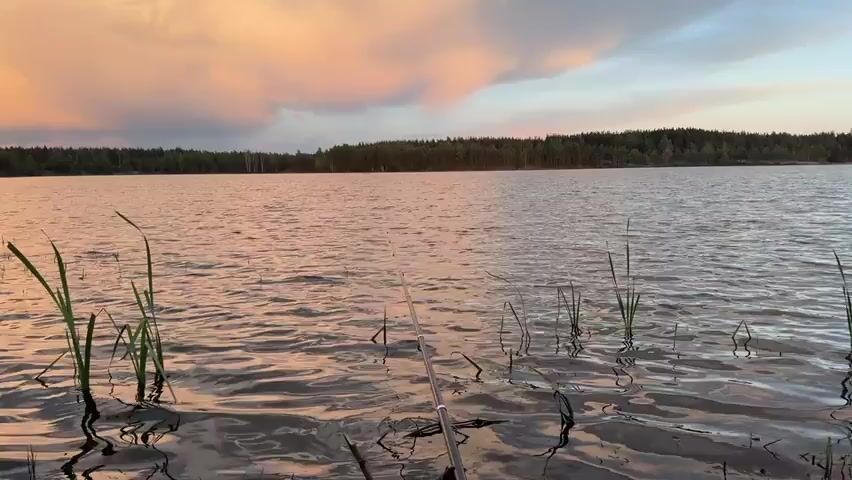 A serene lake at sunset with a fishing rod in the foreground. The sky is painted with hues of pink and orange, with scattered clouds. The calm water reflects the colors of the sunset, and reeds grow along the shore. A dense forest lines the opposite side of the lake, creating a picturesque backdrop. The video captures a moment of peaceful solitude.