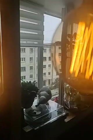A seagull stands on a clear plastic platform on a windowsill, facing a window with blinds partially open. Outside the window, several apartment buildings are visible. A large, glowing light bulb is in the foreground, partially obscuring the view. There are houseplants on the windowsill. The seagull shifts its weight and looks towards the camera.