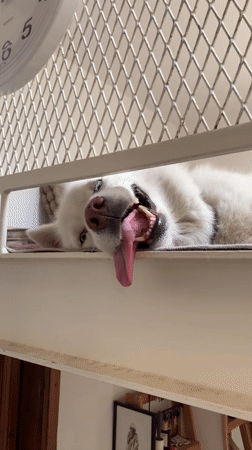 Lazy morning vibes: dog, clock, and a metal grate in Tel Aviv