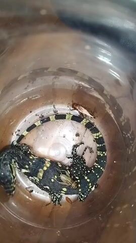 A close-up overhead shot shows two juvenile black and yellow banded lizards curled up together inside a clear plastic container. One lizard, positioned on the left, is larger and has a long, striped tail. The smaller lizard, on the right, is dotted with white spots and is partially obscured by the larger one. Several small, brown insects, likely crickets, are scattered around the lizards within the container. The container is slightly dirty and has some texture on its inner surface.