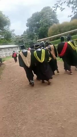 A group of people wearing graduation gowns and caps walk along a dirt path. The gowns are black with colored stoles, including gold and red. The camera follows them as they walk past a grassy area with hedges and trees. Some buildings are visible in the background.