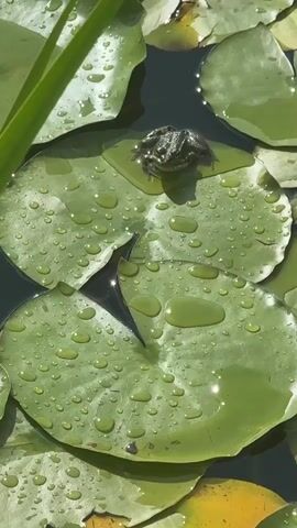 A frog sits on a lily pad in a pond. The lily pads are green and covered in water droplets. The water is dark and reflects the sunlight. There is a tall green plant in the upper left corner of the frame. The video is shot from above, looking down at the frog and lily pads.