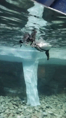Penguins gliding through a aquarium habitat on Russky Island