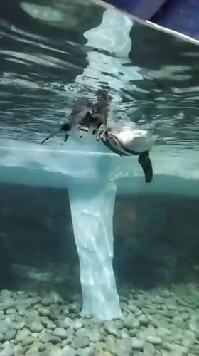 Penguins gliding through a aquarium habitat on Russky Island