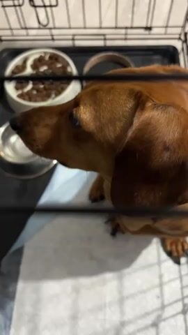 A brown dachshund dog sits in a black wire crate. The crate contains a white food bowl filled with kibble and a silver water bowl. The dog is looking up at the camera. The scene is lit by artificial light.