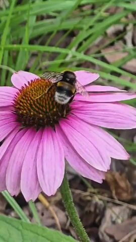 A bumblebee is perched on the center of a pink coneflower. Blades of green grass are visible in the background, out of focus. Another, smaller bee lands on the edge of the flower, facing the first bee.