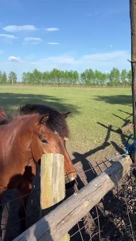 A person's arm and hand appear in the right side of the frame. The hand reaches toward a brown horse that is standing next to a wooden and metal fence. The horse has a dark mane and head. The horse is standing in a grassy field. The sky is blue with sparse clouds and the tree line is in the background.