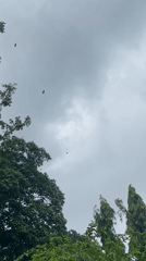 Birds fly over green trees under cloudy skies in Nigeria