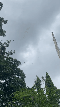 Birds fly over green trees under cloudy skies in Nigeria