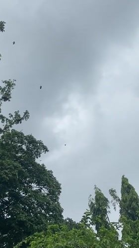 Birds fly over green trees under cloudy skies in Nigeria