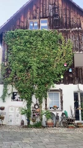 The video presents a picturesque view of a rustic building in Thayngen, Switzerland, under a clear blue sky, likely during morning or early afternoon due to the bright, even lighting. The two-story structure features a dark brown, weathered wooden facade on its upper half and a whitewashed plaster lower half.

A thick, vibrant green ivy vine heavily blankets the left side of the building, climbing from the ground up to the wooden second story. Several small, colorful birdhouses are nestled within the ivy on the right side of this green expanse. On the white lower wall, a window with a white blind is visible to the left. To its right, a dark wooden door serves as an entrance.

As the camera pans to the right, more of the paved courtyard and the building's exterior are revealed. A blank, dark rectangular sign is affixed to the wooden upper wall. Below it, another dark door is set into the white plaster. The courtyard is intricately decorated with numerous rustic items, including a small wooden cart, various potted plants, a large metal wagon wheel, and shelves adorned with small figures and curios. A prominent feature is a meticulously stacked pile of firewood arranged to form a large pink cross against the back wall. Adjacent to this, several wooden benches and tables are laden with additional decorative pots and small sculptures. A bright yellow building is partially visible behind the main structure on the far right. No people are seen in the video.