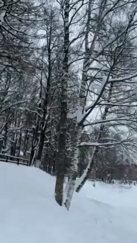 The video shows a snow-covered park. Bare trees, dusted with snow, dominate the foreground. A low wooden fence lines the edge of a snow-covered incline. In the distance, more trees and buildings are visible under an overcast sky. The camera pans slightly. No people are clearly visible. Overhead, power lines stretch across the sky. The scene is still and quiet, depicting a winter landscape.