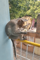 Monkey enjoys banana breakfast on railing in Puttaparthi