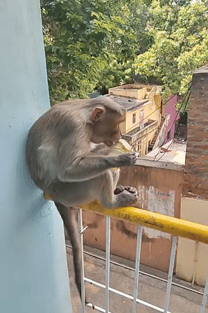 Monkey enjoys banana breakfast on railing in Puttaparthi