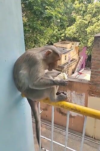 Monkey enjoys banana breakfast on railing in Puttaparthi