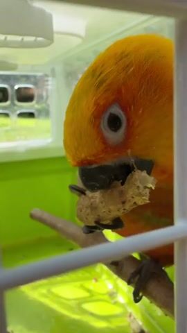 A close-up shot shows a bright orange and yellow parrot with a black beak holding a peanut in its foot and eating it. The parrot is perched on a branch inside a clear plastic cage with a green bottom. The background is blurred but appears to be outdoors with greenery visible. The video is short, lasting only a few seconds, and features the parrot actively consuming the peanut.