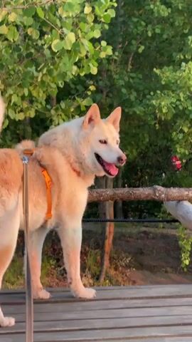 A light-colored husky dog with an orange harness stands on a wooden surface. The dog is facing to the right with its mouth open and tongue out. Behind the dog is a wooden railing and lush green foliage. The sun is setting, casting a warm glow on the scene.