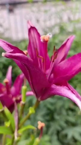 This is a close-up video of a deep pink lily flower in bloom, with another lily partially visible in the background. The camera is focused on the center of the main flower, highlighting its delicate petals, stamens, and pistil. A small, white fuzzy object is perched on top of the pistil. The background is softly blurred, showing green foliage and a light-colored building with windows in the distance. The lighting suggests it might be daytime, possibly overcast given the soft light. The overall mood is peaceful and focuses on the natural beauty of the flower. There is no visible text in the video. The location context provided is Ak-Döbö, Kyrgyzstan.