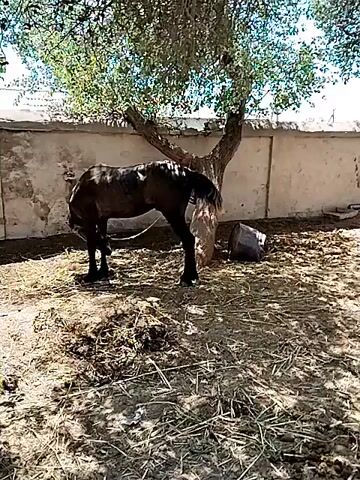 A dark-colored horse stands in a fenced-in enclosure. The ground is covered in straw and dirt. A concrete wall runs along the back of the enclosure, with a tree growing out of it. The horse is wearing a halter and lead rope. The horse is facing to the left and appears to be eating something from the ground. The sun is shining, casting shadows on the ground.