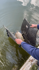 Angler catches large carp during morning fishing in Hisarya