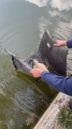 Angler catches large carp during morning fishing in Hisarya