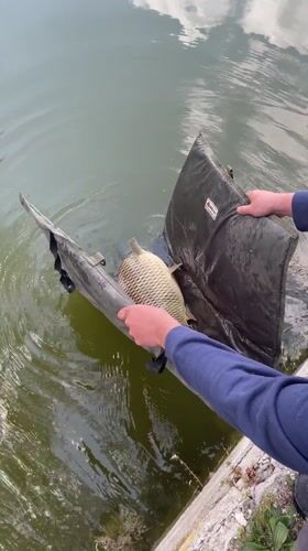 Angler catches large carp during morning fishing in Hisarya