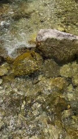 The video shows a close-up view of a shallow, clear stream flowing over a rocky bed. The water is transparent, allowing the rocks and pebbles beneath to be clearly visible. The water movement creates ripples and small splashes, particularly around a larger, light-colored rock and some darker, moss-covered rocks. The overall impression is one of natural serenity and the gentle flow of water.