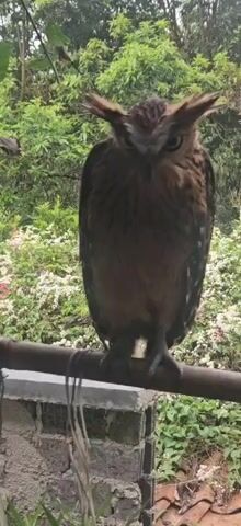 A large brown owl with prominent ear tufts is perched on a horizontal wooden bar. The owl is facing forward, its dark eyes wide open, and its feathers are a mix of browns and darker markings. Behind the owl, a dense green foliage of trees and bushes is visible, with some small white flowers scattered amongst the leaves. The owl's talons are gripping the bar, and its legs are visible. Below the bar, a brick structure and a concrete support are partially visible. The overall scene appears to be outdoors, possibly in a natural or semi-natural setting.