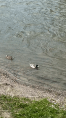 Two mallard ducks spotted swimming in Plovdiv waterway