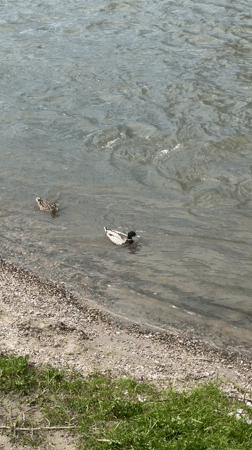 Two mallard ducks spotted swimming in Plovdiv waterway