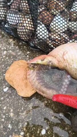 The video shows a close-up view of marine life and shells on a wet, rocky surface, likely a beach. The subjects include a red starfish, an octopus partially concealed within a seashell, and a collection of various seashells in a black mesh bag. The octopus is a translucent grey with visible suckers on its tentacles. The starfish is a vibrant red and appears to be resting on the rocks. The seashells in the bag are varied in size and color, ranging from light brown to white and pinkish hues. The setting is outdoors, with a general impression of a coastal environment. The ground is wet and speckled with small pebbles and larger rocks, suggesting it may have recently rained or been washed by waves. The lighting suggests it is daytime. There is no visible text in the media. The overall impression is one of natural observation, perhaps a collection of items found while exploring a beach.