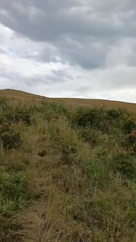 A low-angle shot pans across a grassy, rolling hillside under a cloudy sky. The foreground is filled with dry, yellow grass and green bushes. The midground shows more vegetation with patches of brown and green. In the distance, the top of the hill is visible, sparsely covered in dry grass. A few trees are visible on the right side of the frame. The sky is overcast with dark, textured clouds.