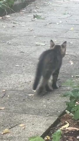 A tabby kitten walks on a paved path surrounded by greenery. The kitten is looking down and to its right. The kitten is in focus and the background is blurred.