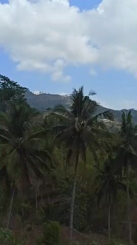 The video pans across a lush, green landscape with rolling hills and mountains in the distance. Several coconut trees are visible in the foreground and midground, their fronds swaying gently in the breeze. The sky is partly cloudy, with patches of blue visible. In the lower right corner of the screen, a portion of a rustic building with a weathered, tin roof can be seen. The overall impression is one of a tropical, rural environment. There are no people or animals visible in the video. The camera appears to be mounted on a moving vehicle or drone, as evidenced by the smooth, sweeping motion.