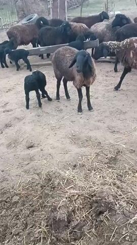 The video shows a flock of sheep and lambs in an outdoor pen. Most of the sheep have dark brown or black fleece, and a few are light brown or tan. There are several black lambs, including one that is prominently featured near the beginning of the video. The ground is dirt with some straw scattered around. A rectangular feeding trough filled with hay is also visible.  The pen appears to be located on a farm or rural area, with fields visible in the background. The sheep are standing and moving around. The sound of sheep bleating is audible.