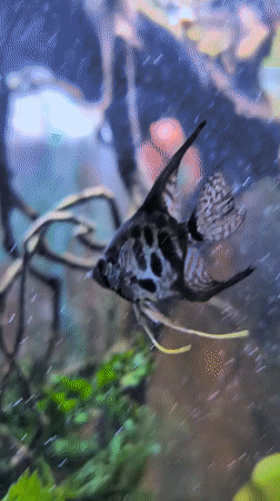 Angelfish and neon tetras in a planted Saint Petersburg aquarium