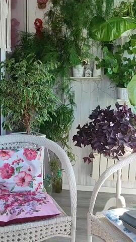 The camera slowly pans across a cozy balcony with a variety of potted plants. Two white wicker chairs are positioned in the foreground, each adorned with floral cushions. One cushion features pink and purple flowers, while the other showcases a blue and white bird print. The backdrop is a white-painted wooden wall with a small shelf holding miniature decorative objects. An abundance of plants fills the scene, including a variegated ficus tree, asparagus fern, and a striking purple oxalis plant with small white flowers. A tall plant with large green leaves stands in a white pot on a small table near the second chair. The overall atmosphere is peaceful and inviting, emphasizing the balcony's function as a relaxing green space.