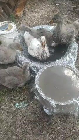 A group of young geese are gathered around a shallow pool of murky water. The geese are a mix of gray and white downy feathers. Some are standing in the water, while others are perched on the edge. One goose is partially submerged. The ground around the pool is dirt and leaves. In the background, there is a white bucket and some wooden logs. The scene appears to be outdoors in a rural or farm setting.