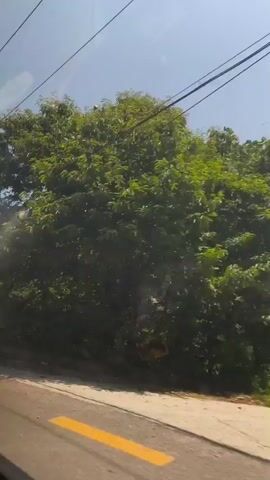 This is a first-person perspective video of someone traveling. The camera is looking out of a window, and the scenery passing by includes trees, a guardrail, a road with yellow lines, power lines, and a utility pole. The sky is clear and blue. The overall impression is one of a scenic drive or train ride through a natural environment.