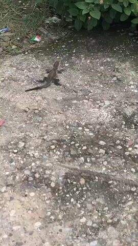 A small lizard with dark brown markings is positioned on a rocky surface. The lizard is facing towards the upper right of the frame, with its head slightly tilted upwards. Its tail extends behind it, resting on the ground. The surrounding environment appears to be an outdoor setting, with sparse vegetation and some debris visible in the background, including what looks like a piece of plastic packaging with red and white markings. The ground surface is uneven and composed of various sizes of stones and dirt. The lighting suggests it is daytime.