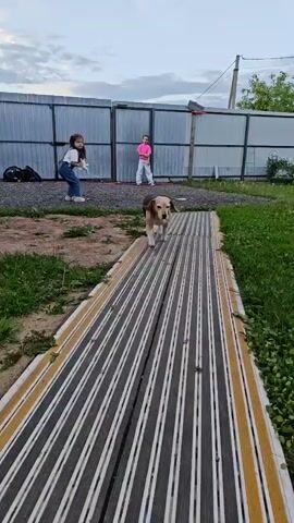 A beagle dog walks on a long, striped mat laid on the grass outdoors. The mat has alternating black/white and yellow/white stripes. The dog approaches the camera, looking directly at it, then shakes its head playfully. In the background, two young girls are visible behind a dark metal fence, observing the scene. One girl wears a white shirt and blue jeans, the other a pink shirt and white pants. The setting appears to be a backyard or a semi-rural area in Rybolovo, Russia, with green grass and some dirt patches. The sky is overcast, suggesting late afternoon or early evening.