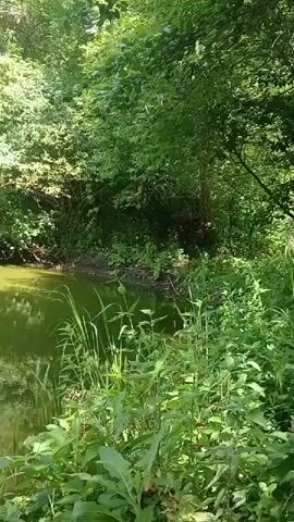 The video shows a wooded area with a greenish pond. A fishing rod is extended over the water from the right side of the frame. The rod tip is visible, and a float is on the surface of the water. The scene is calm and appears to be a natural setting.