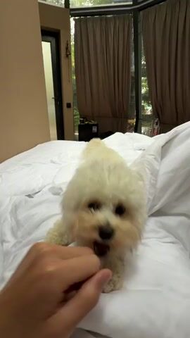 The video shows a small, fluffy, light-colored dog on a white bed. The dog is in a playful pose, with its front paws extended and its hindquarters raised. Its tail is wagging. The dog appears to be looking at something off-camera. The background shows a room with a closed door, curtains, and a window. A hand briefly enters the frame from the left, reaching towards the dog. The lighting is soft and natural.
